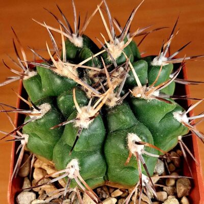 Gymnocalycium bicolor RER 486