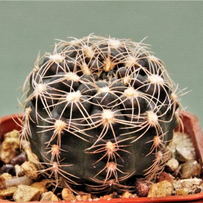Gymnocalycium-calochlorum