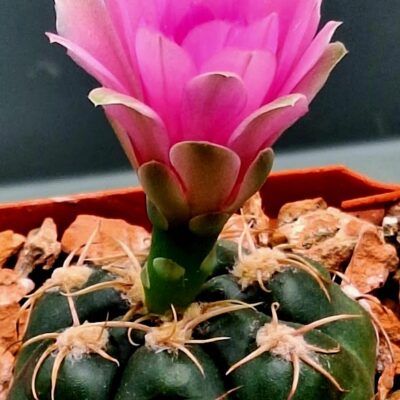 Gymnocalycium denudatum cv.Jan Suba