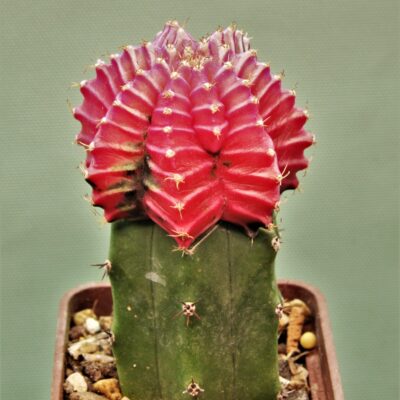Gymnocalycium-friedrichii-variegate-10