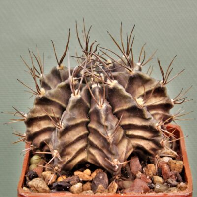 Gymnocalycium-friedrichii-variegate-11а