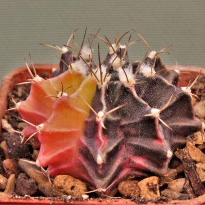 Gymnocalycium-friedrichii-variegate-16