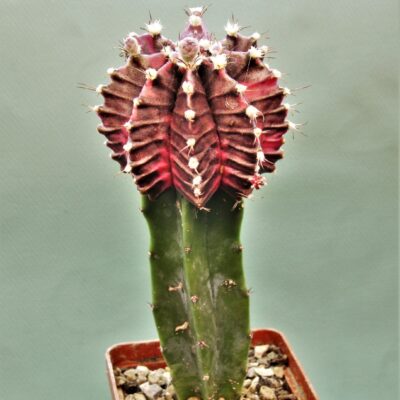 Gymnocalycium-friedrichii-variegate-2