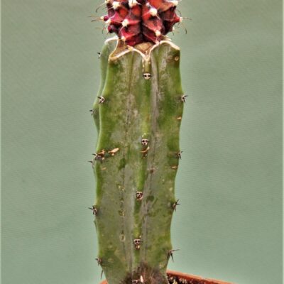 Gymnocalycium-friedrichii-variegate-22