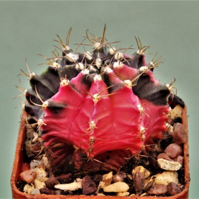 Gymnocalycium-friedrichii-variegate-8