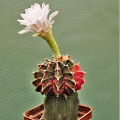 Gymnocalycium-friedrichii-variegate-P9