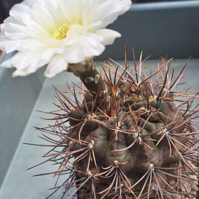 Gymnocalycium gibbosum