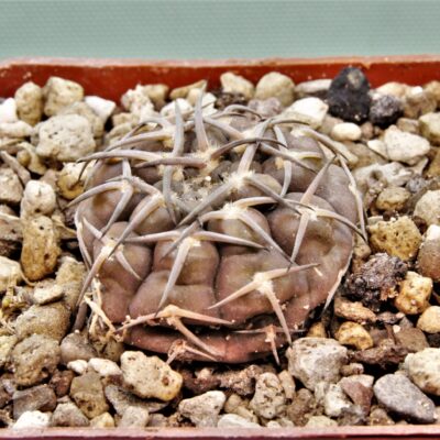 Gymnocalycium-kozelskyanum-2