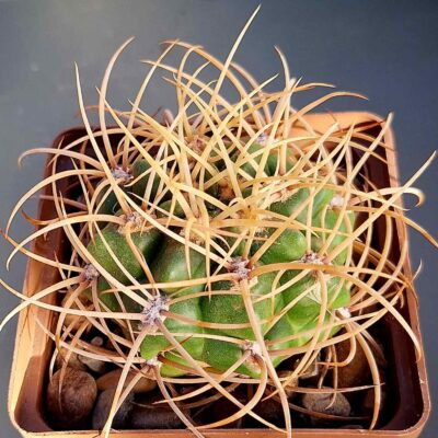 Gymnocalycium monvillei v steineri VG 1247
