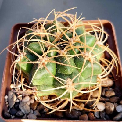 Gymnocalycium monvillei v steineri VG 1247