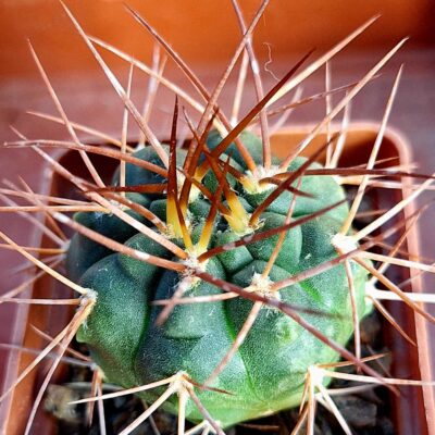 Gymnocalycium nidulans