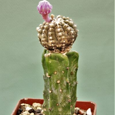 Gymnocalycium-ragonesei-f-variegata-1