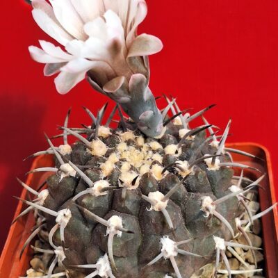 Gymnocalycium riojense