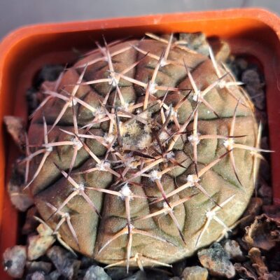 Gymnocalycium riojense ssp paucispinum v platygonum STO 0356