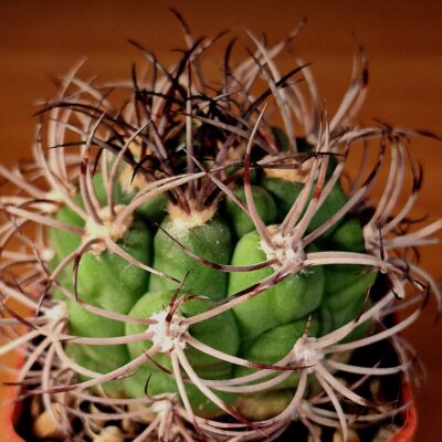 Gymnocalycium saglione VG 1043