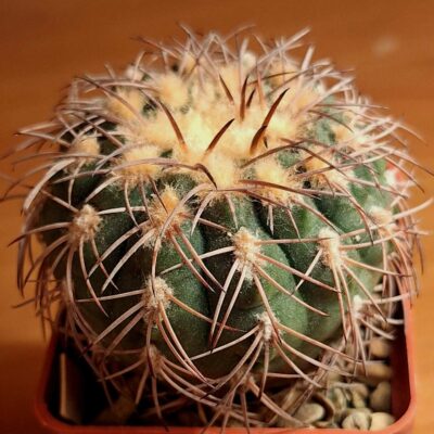 Gymnocalycium spegazzinii v. punillense GN 0039-68
