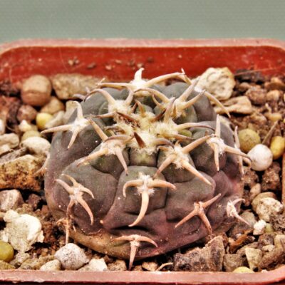 Gymnocalycium-spegazzinii-v.unguispinum-SL-44b-1