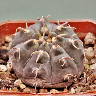 Gymnocalycium-spegazzinii-v.unguispinum-SL-44b-2