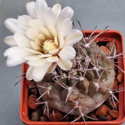 Gymnocalycium striglianum v aeneum VG 407