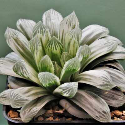 haworthia-cooperi-variegata 1.