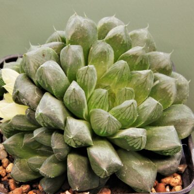Haworthia obtusa variеgata 'Komomo' el Japan 10