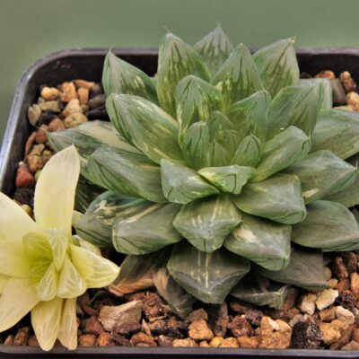 Haworthia obtusa variеgata 'Komomo' el Japan 11