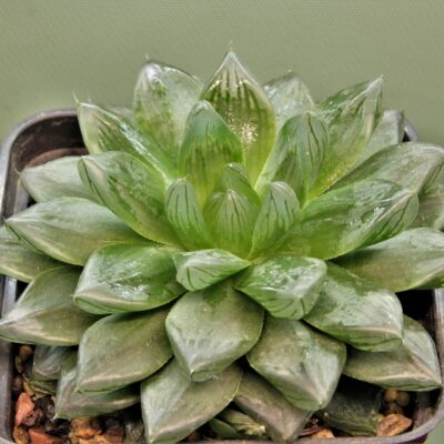 Haworthia obtusa variеgata 'Komomo' el Japan 2