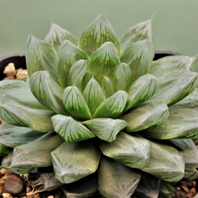 Haworthia obtusa variеgata 'Komomo' el Japan 4