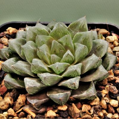 Haworthia obtusa varitgata 'Komomo' 11а