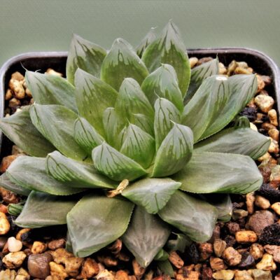 Haworthia obtusa varitgata 'Komomo' 17