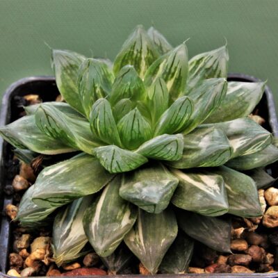 Haworthia obtusa varitgata 'Komomo' 6