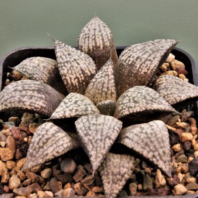 Haworthia picta.