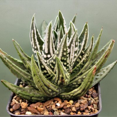 Haworthia pumila 'Tears of Angel'. Г