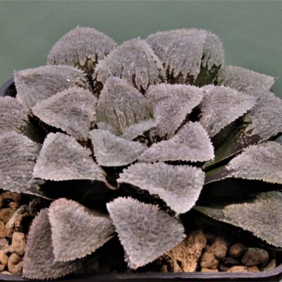 Haworthia-pygmaea yuki no sato 1.