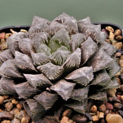 Haworthia Red stone 3.