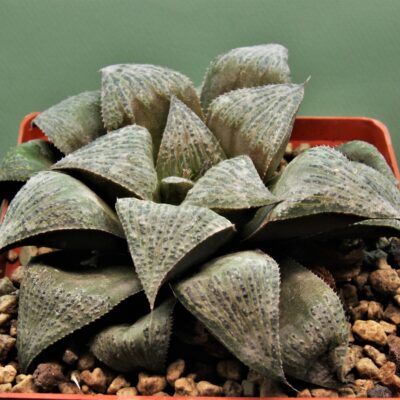 Haworthia splendens 1.