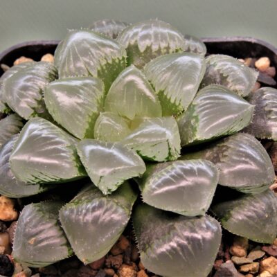 Haworthia Sticky jade dew 1.