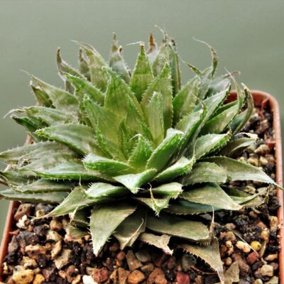 Haworthia translusens 2.