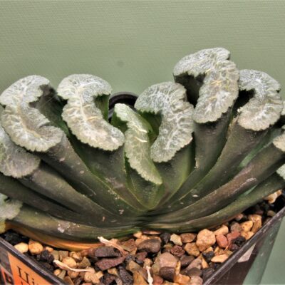 Haworthia truncata Hiroshige 11