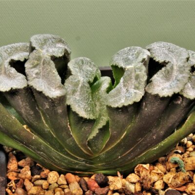 Haworthia truncata Hiroshige 16