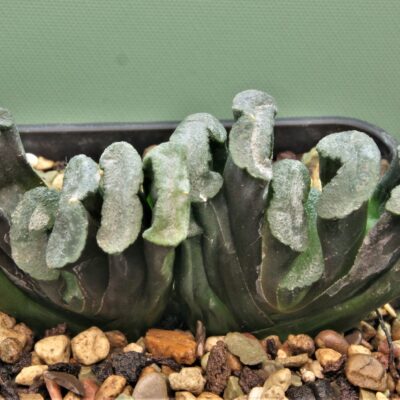 Haworthia truncata Hiroshige 23 двойная
