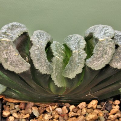 Haworthia truncata Hiroshige .