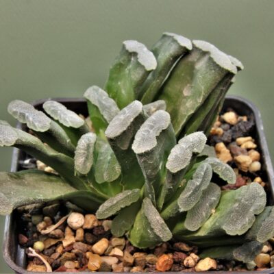 Haworthia truncata Japan 1