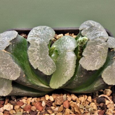 Haworthia truncata Mammoth. Г