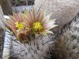 Gymnocactus subterraneus v zaragosae