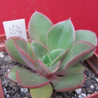 Echeveria Salsa Verde