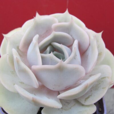 Echeveria lilacina hybr.