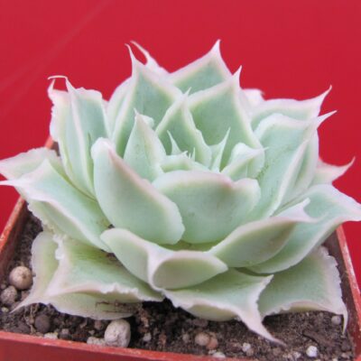 Echeveria Laguna Sanchez