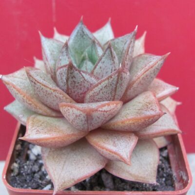 Echeveria purpusorum  *White form*