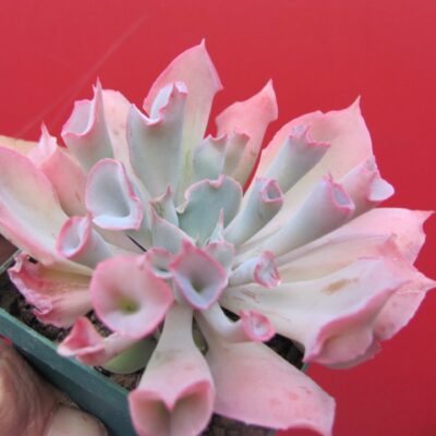 Echeveria Trumpet Pinky